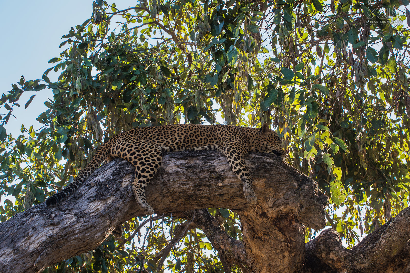 South Luangwa - Leopard in tree  Stefan Cruysberghs